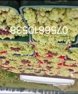 aducem spre vânzare struguri de vin 