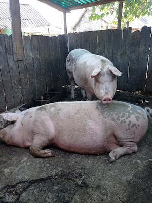 Porc de vanzare - imagine 2