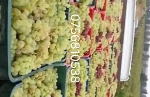 aducem spre vânzare struguri de vin 