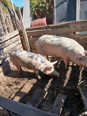 vănd porcii  - imagine 3