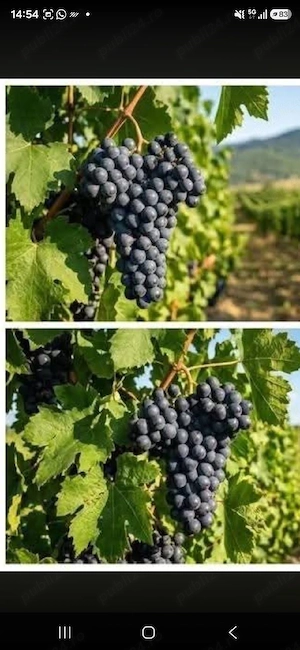 struguri de vin 