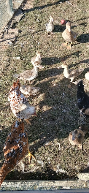 De vanzare 9 boboci de rata,au 2 luni de zile,sunt sanatoase si sunt din rate albasre,maro si comune - imagine 3