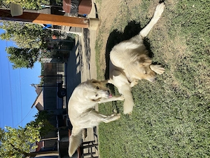 Donez Golden Retrieveri