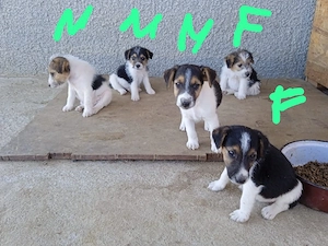 Căței fox terrier 