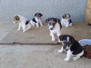 Căței fox terrier  - imagine 4