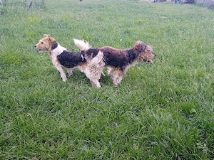 Căței fox terrier  - imagine 5