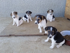 Căței fox terrier  - imagine 3