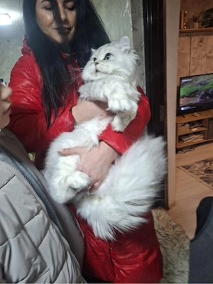 Motan cauta partenera!