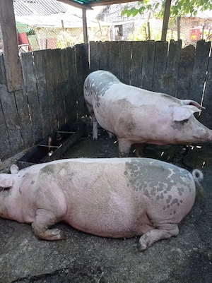 Porc de vânzare  - imagine 2