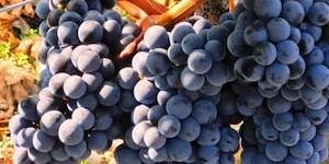 Vand struguri de vin, albi si negri, productie ecologica 3 RON kg