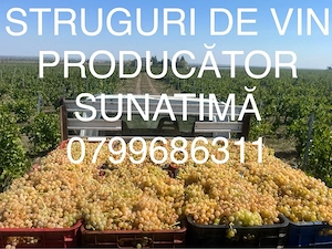 struguri de vin PRODUCATOR