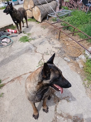 Catei ciobanesc belgian Malinois  - imagine 5