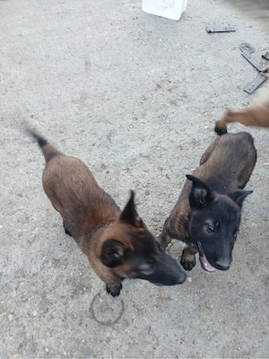 Catei ciobanesc belgian Malinois  - imagine 4
