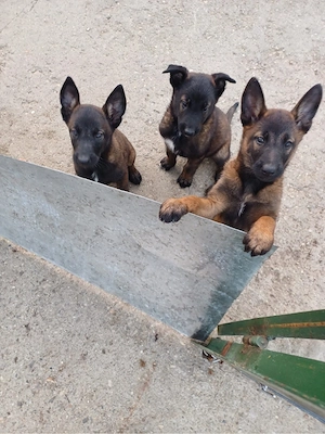Catei ciobanesc belgian Malinois  - imagine 2