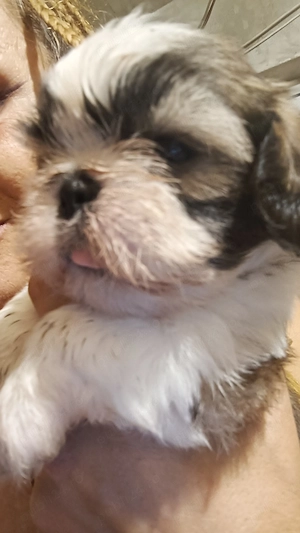 catelusi shih tzu  - imagine 3
