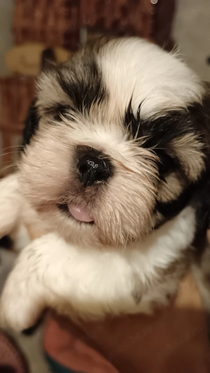 catelusi shih tzu  - imagine 4