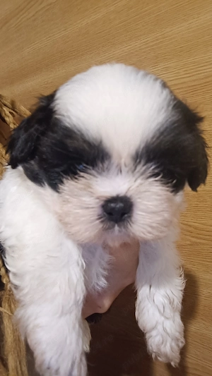 catelusi shih tzu  - imagine 5
