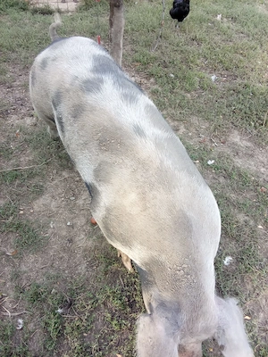 Vând purcei 30kg și porc de taiat - imagine 4