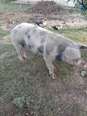 Vând purcei 30kg și porc de taiat