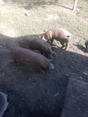 Vând purcei 30kg și porc de taiat - imagine 3