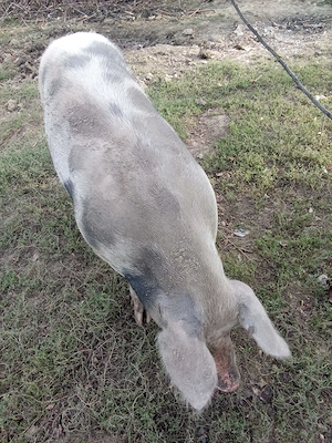 Vând purcei 30kg și porc de taiat - imagine 2