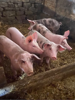 Vand porci