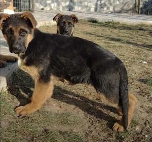 Femeluta CG, 4 luni cu pedegree din parinti deosebiți 