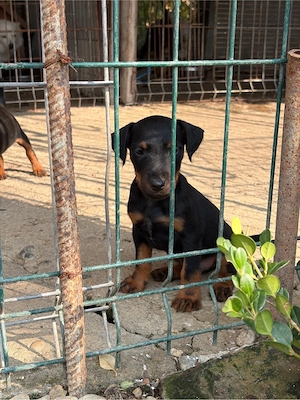 jagd terrier jagdterrier