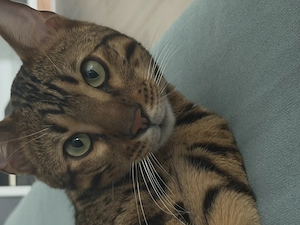 Adoptie motanel bengal