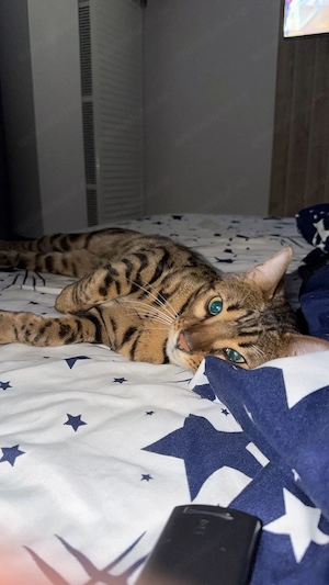 Adoptie motanel bengal - imagine 3