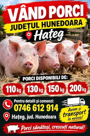 porci de vanzare  - imagine 3