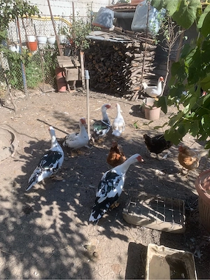vand rățoi rața mută