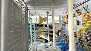 Canari Orpheus 2026 