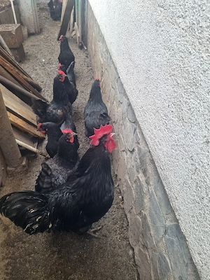 Găini Australorp de vânzare 