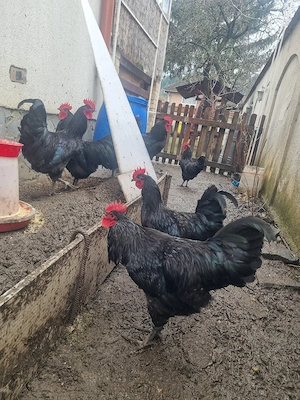 Găini Australorp de vânzare  - imagine 2