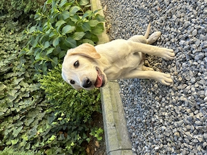 Pui labrador  retriever