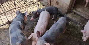 Vand purcei porci Pietrain x Duroc - Arges - imagine 3