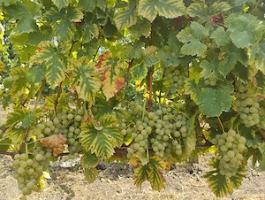 vând struguri de vin 