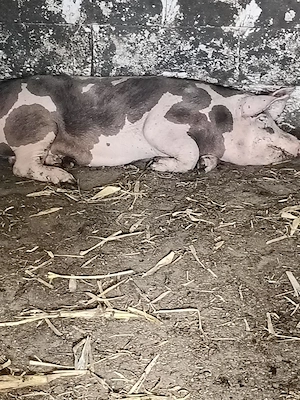 porci de vînzare 