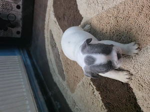 Vănd cătelusi rasa Buldog Francez Băiat si Fată  - imagine 4