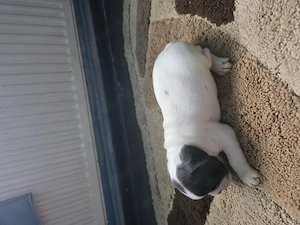 Vănd cătelusi rasa Buldog Francez Băiat si Fată  - imagine 2