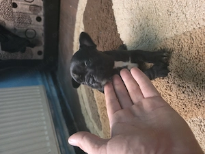 Vănd cătelusi rasa Buldog Francez Băiat si Fată  - imagine 5