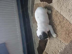 Vănd cătelusi rasa Buldog Francez Băiat si Fată  - imagine 3