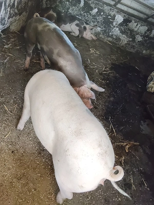porci de vînzare  - imagine 2