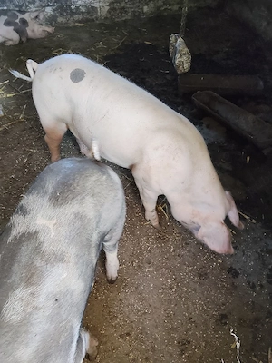 porci de vînzare  - imagine 3