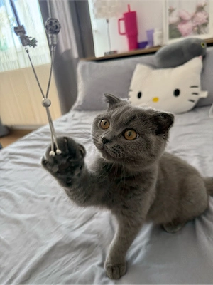 Pisicuță Scottish Fold - imagine 2