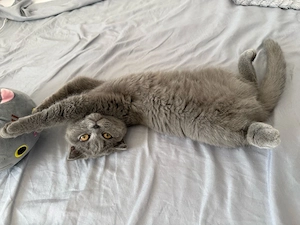 Pisicuță Scottish Fold - imagine 3