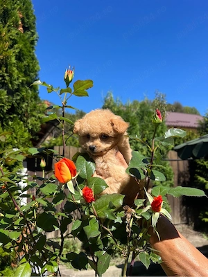 Pomapoo de vanzare 