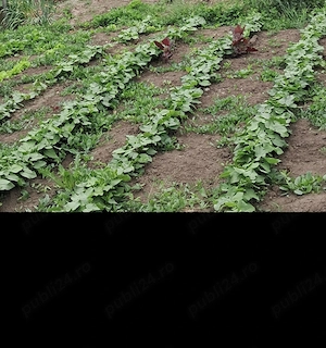 Vând casă în comuna Costuleni sat Covasna