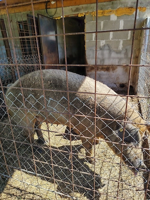 Vând porci pentru sacrificat